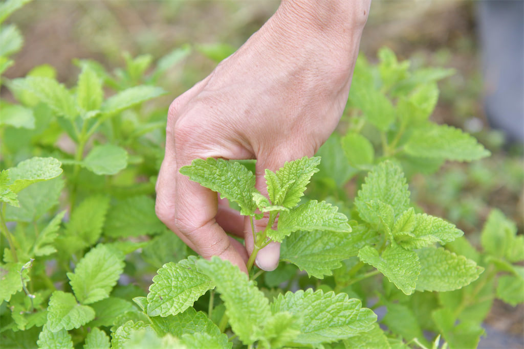 はじめよう ハーブのある生活 農家に聞いた 初めてのハーブ9選 あたらしい日日 コロナ下でのニューノーマルな暮らし方 食と農 生活情報をお届けします