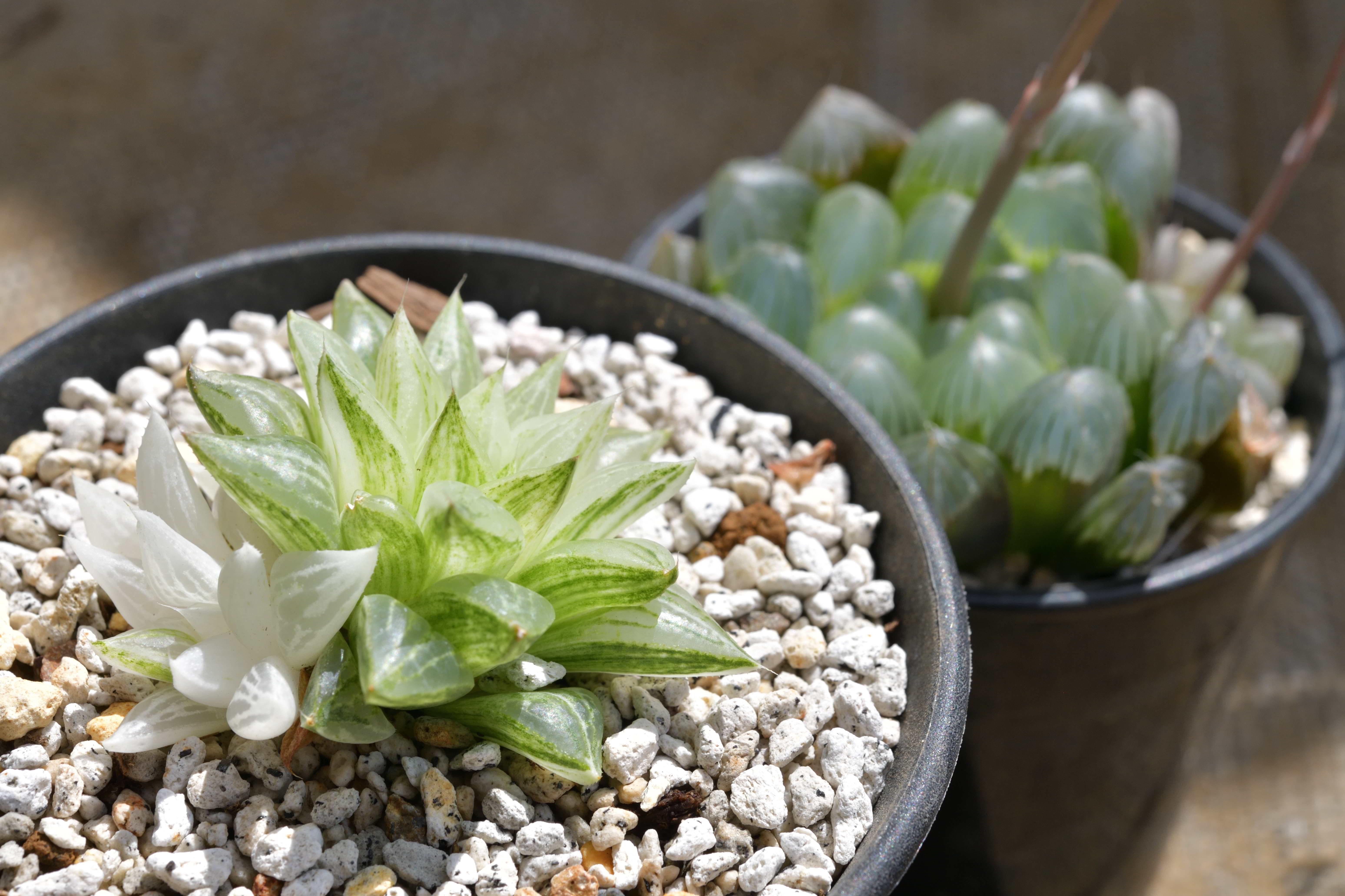 農業男子おすすめ】初めてでも大丈夫！チャレンジしやすい多肉植物