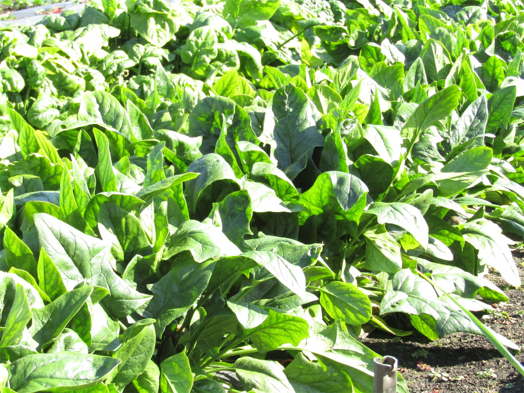 栄養を逃さない ほうれん草 の茹で方とは 良品の見分け方 保存法 レシピも紹介 管理栄養士発 あたらしい日日 こんな時代のニューノーマルな暮らし方 食と農 生活情報をお届けします