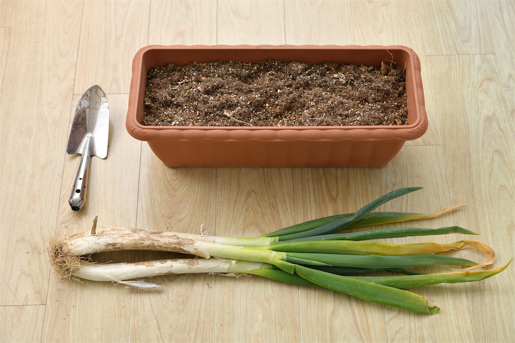 農家が解決 泥ねぎの置き場所問題 泥つきの長ねぎは プランターに埋めて保存 で1か月鮮度キープ あたらしい日日 こんな時代のニューノーマルな暮らし方 食と農 生活情報をお届けします