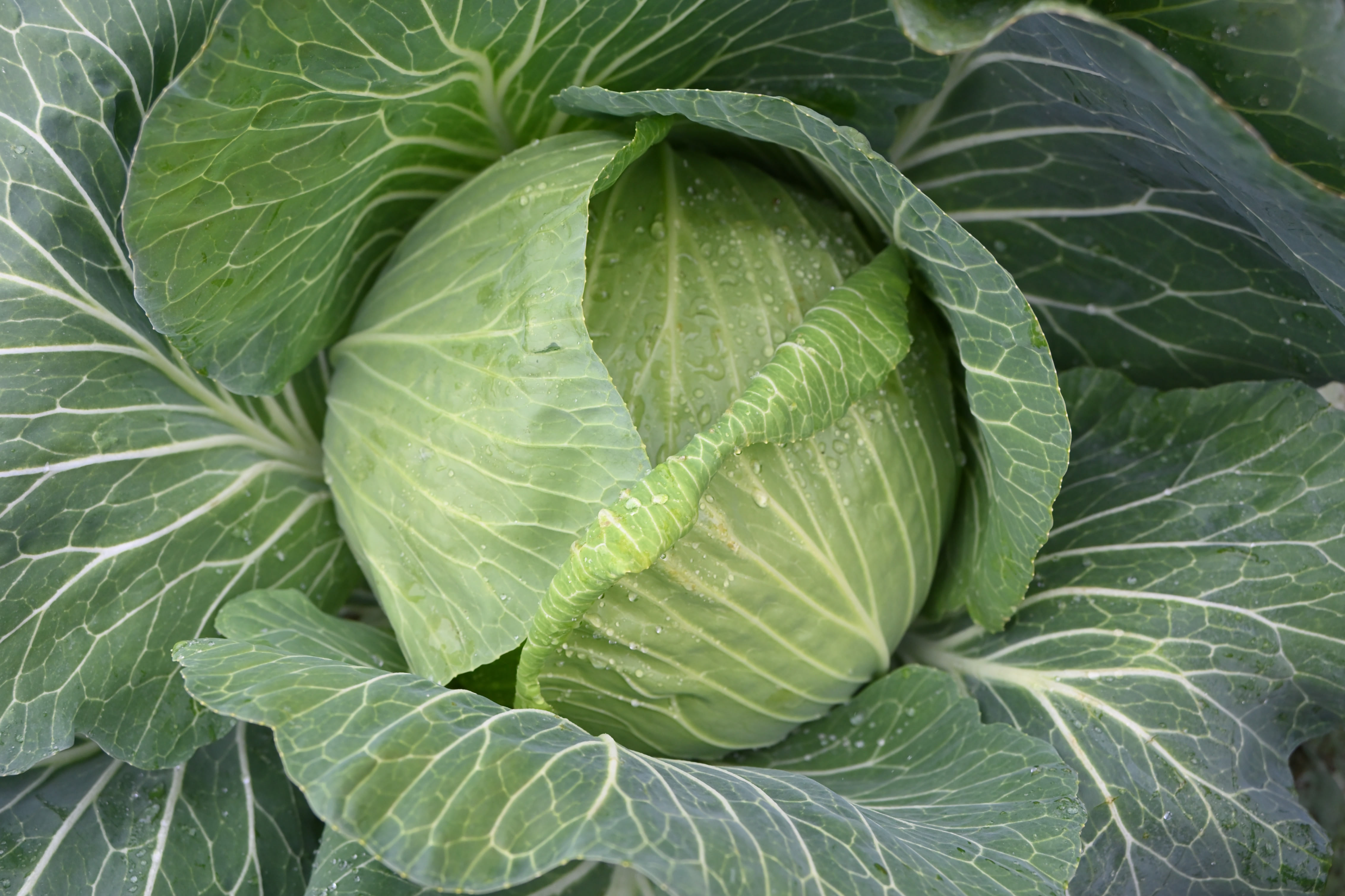 【野菜クイズ】丸ごと買いしたキャベツって…葉を「洗う」「洗わない」どっち？えっ、そんな理由!?【農家直伝】 『あたらしい日日』 こんな時代のニューノーマルな暮らし方。食と農、生活情報をお届けします