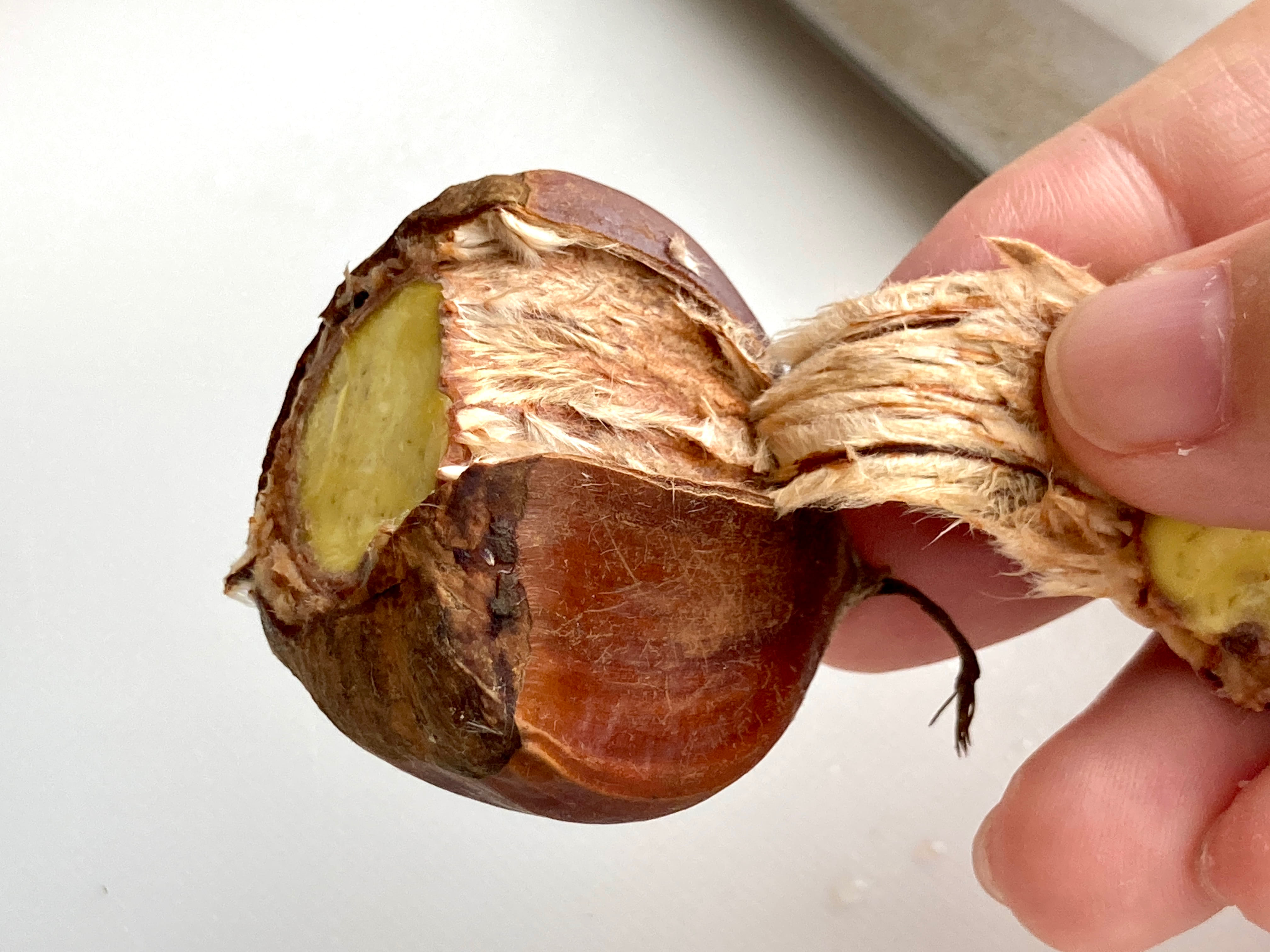 栗 の 皮 の むき 方 簡単