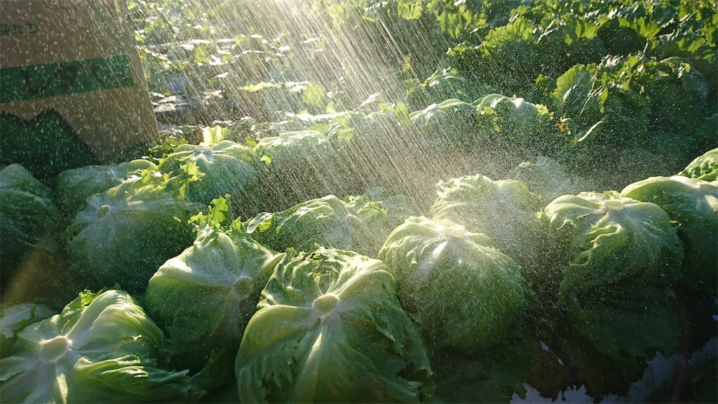 農家直伝【新鮮レタスの見分け方】フレッシュなほど葉先がピーン！重さで調理法を変えると…更においしい⁉ 『あたらしい日日』 こんな時代の