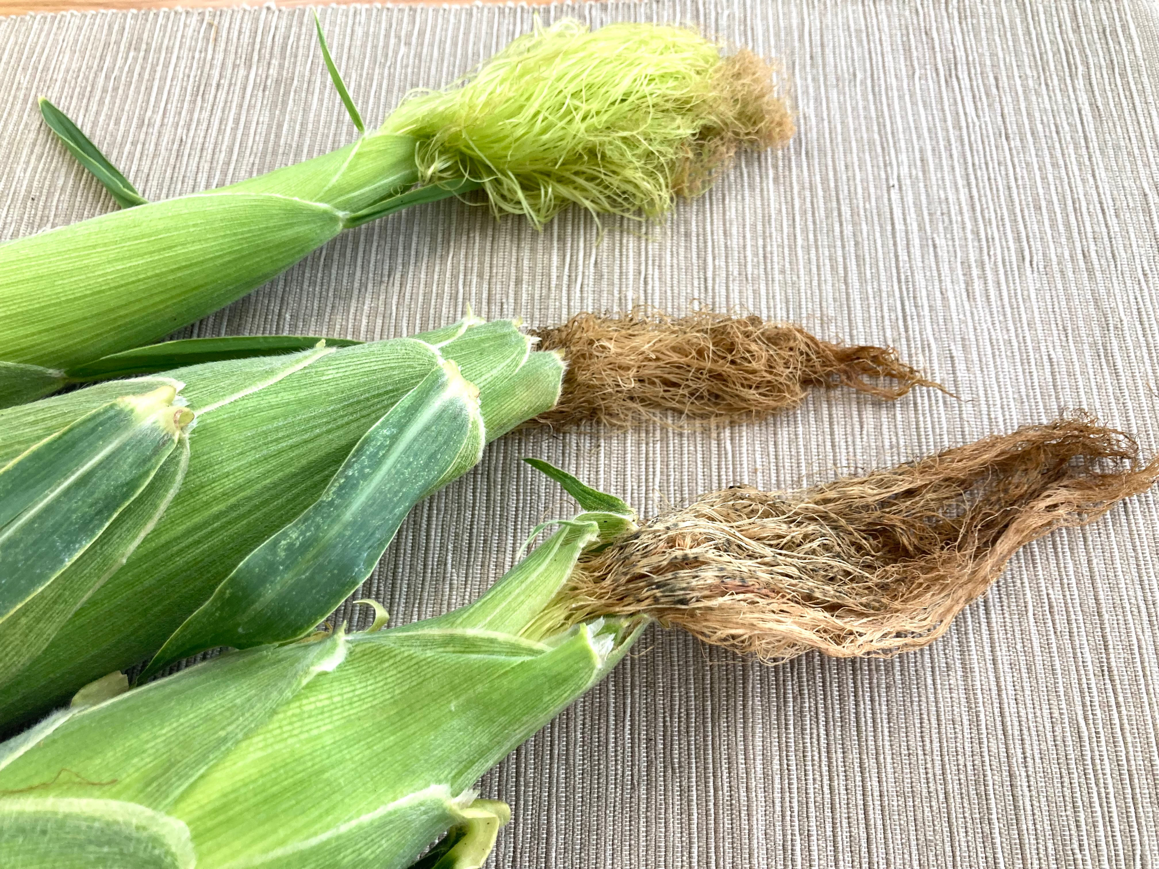 実が詰まって甘いとうもろこしの ヒゲ の特徴は 白い 褐色で本数多い 褐色で本数少ない どれ 夏野菜クイズ あたらしい日日 こんな時代のニューノーマルな暮らし方 食と農 生活情報をお届けします