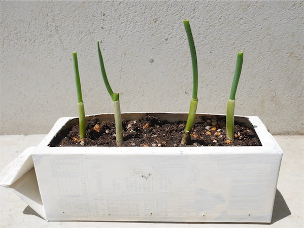 再生野菜 栽培してみた 牛乳パックプランター に青ねぎの根元を植えたら たくさん収穫できた件 あたらしい日日 こんな時代のニューノーマルな暮らし方 食と農 生活情報をお届けします